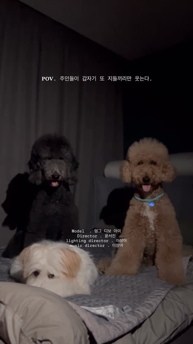 seojinii_ 게시물 이미지: 끝까지 봐주세욬ㅋㅋㅋㅋㅋㅋㅋ 주인들이 좋아서 찍는 릴스 .. 🤍 주인들만 고생하는...
