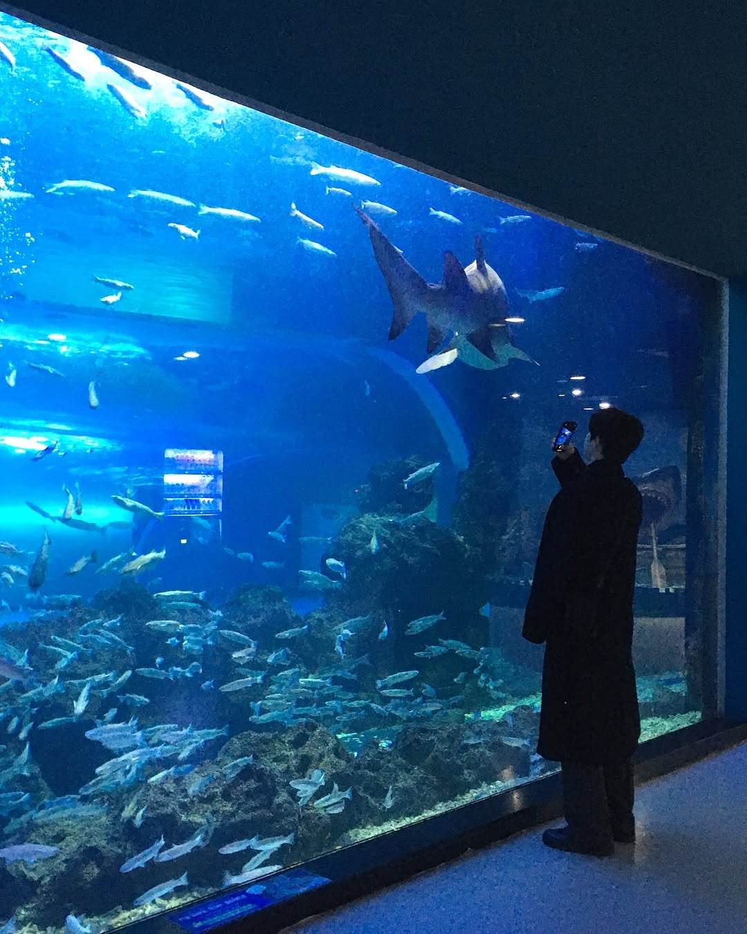 seongmin_parker 게시물 이미지: 🐬🐋🦈🦭