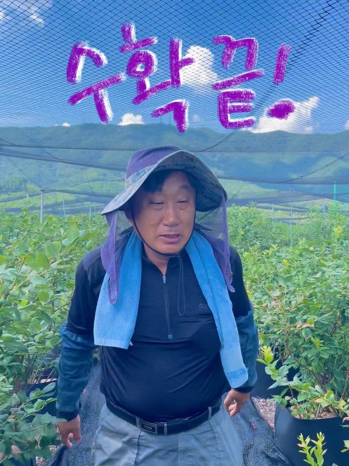 seonhyangwon_blueberry 게시물 이미지: 인사가 늦었습니다🙏🏻
2025년 선향원의 블루베리 생과,
공식적으로 수확...