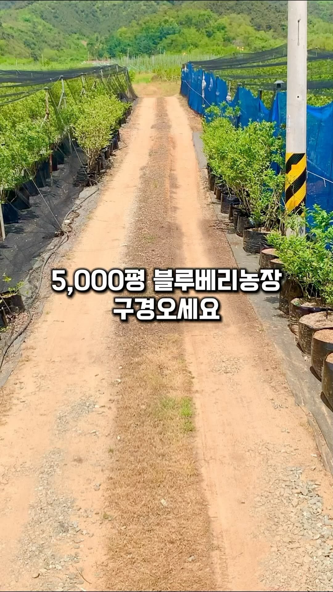 seonhyangwon_blueberry 게시물 이미지: 🌱 선향원 블루베리 농장 탐방기 🌱

5천평 블루베리 농장은 어떤...