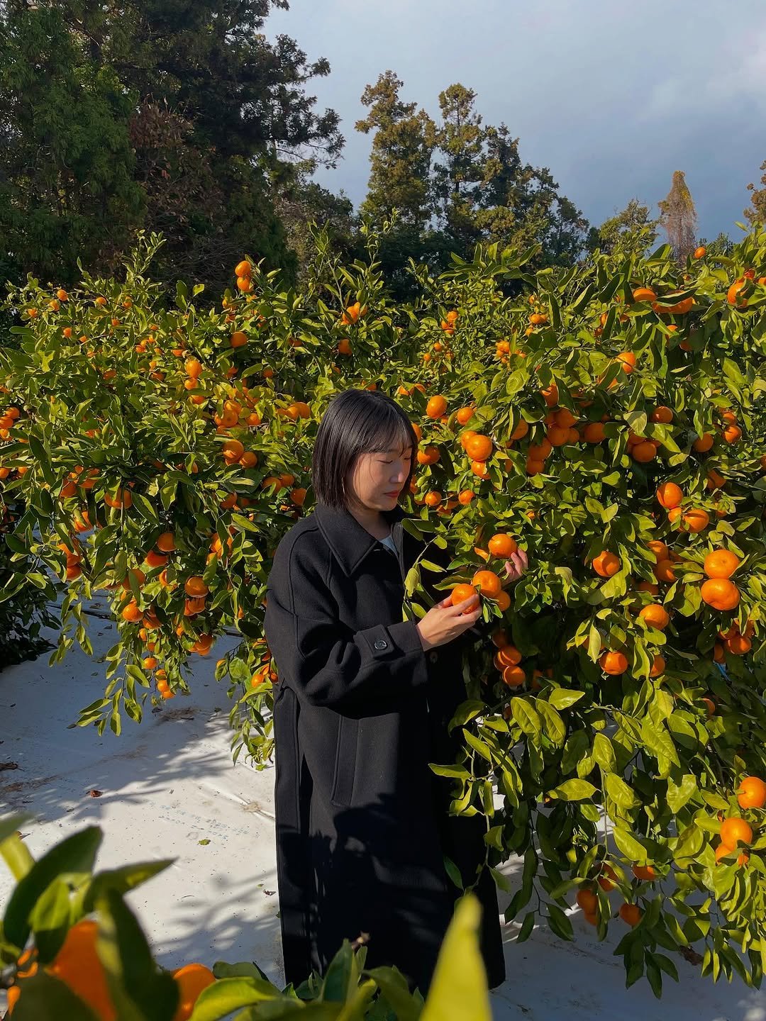 Photo by 선향원 블루베리 • 무농약 인증 블루베리 농장🫐 on December 06, 2025. May be an image of devilwood and flower.