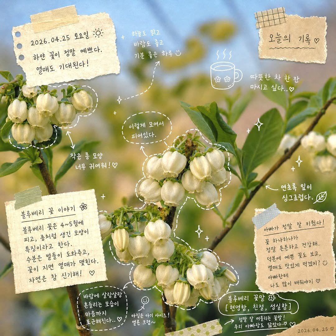 seonhyangwon_blueberry 게시물 이미지: 🤍

지금 선향원은
꽃 반🌸 꿀벌 반🐝

예전엔 벌이 무서웠는데,
요즘은 왜 이렇게...
