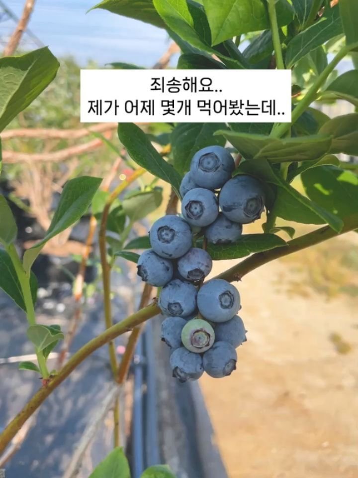seonhyangwon_blueberry 게시물 이미지: 블루베리가 하루가 다르게 익어가고 있습니다🫐

오픈이 점점 다가오니
준비해야 할...