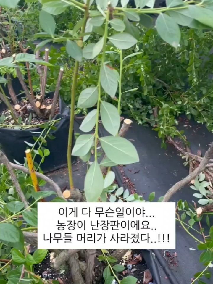 seonhyangwon_blueberry 게시물 이미지: 블루베리 수확이 끝난 농장은…
완전 난장판입니다 ㅋㅋㅋㅋ

아침에 농장...