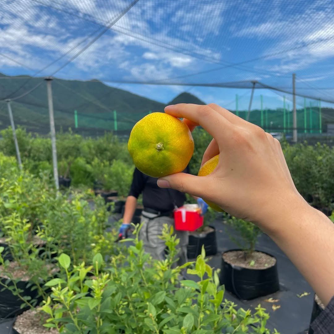 Photo by 선향원 블루베리 • 무농약 인증 블루베리 농장🫐 on August 11, 2025. May be an image of 2 people, pomelo, mandarin and text.