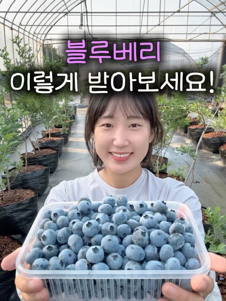 seonhyangwon_blueberry 게시물 이미지: 선물하고 싶은데 어떻게 포장되나요? 🎁

자주 물어보셔서 정리해보았습니다...