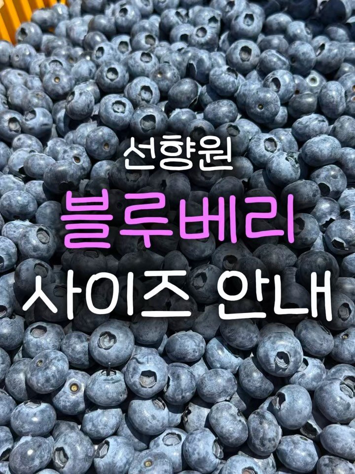 seonhyangwon_blueberry 게시물 이미지: 어떤 사이즈를 가장 선호하시나요? 🫐

사이즈 선택이 어려우실 것 같아 한눈에 보기...