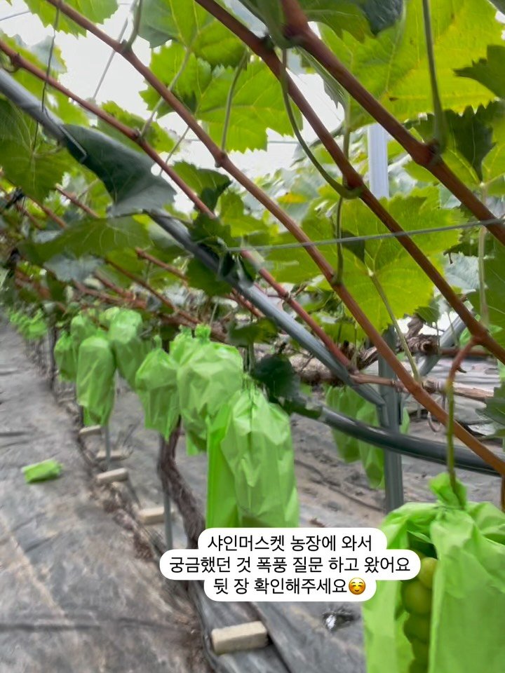 seonhyangwon_blueberry 게시물 이미지: 샤인머스켓 보러 영동에 다녀왔어요
작년에 이어 올해도 찾아뵈었는데,
농부님이 환하게...