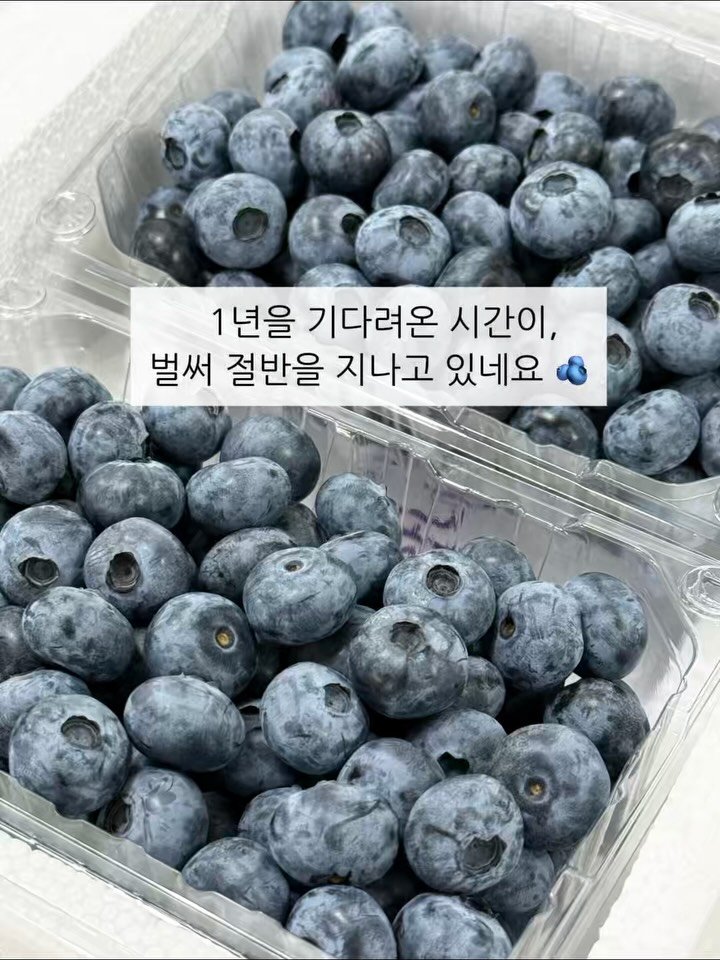 seonhyangwon_blueberry 게시물 이미지: 블루베리 수확을 시작한 지 벌써 3주가 되었습니다! 🫐

오늘이 무슨 요일인지도...