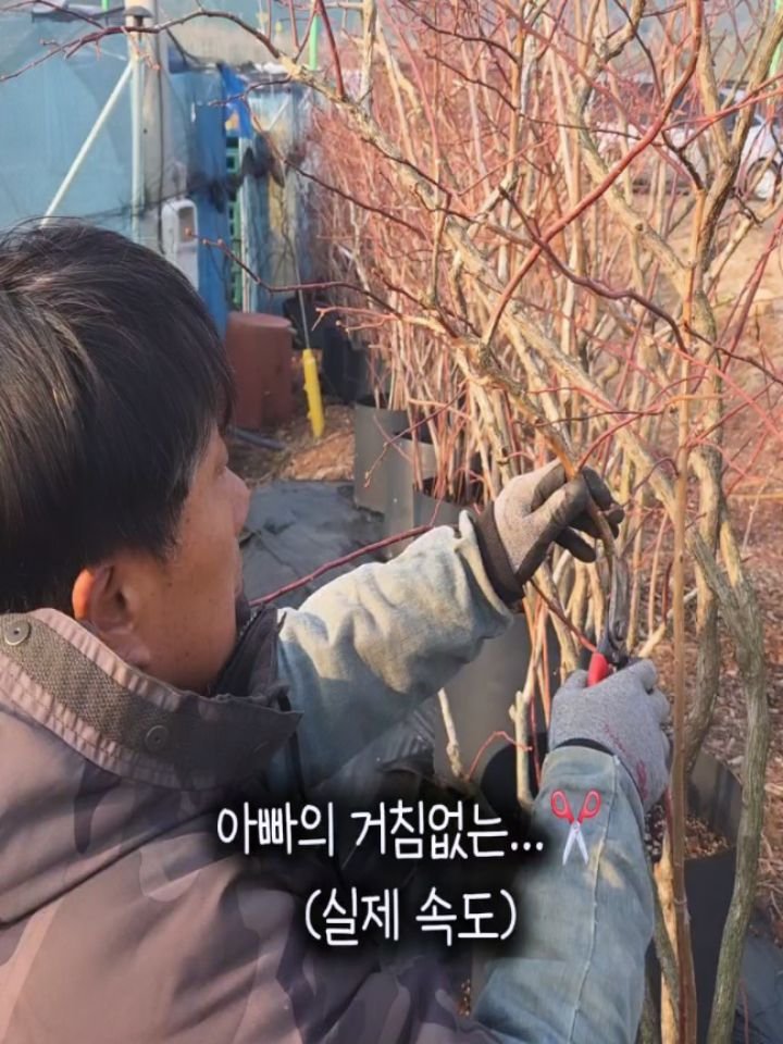 seonhyangwon_blueberry 게시물 이미지: 요즘 선향원은
전지 작업이 한창인데요✂️

나무 주수가 많다 보니
예전에는 이걸...
