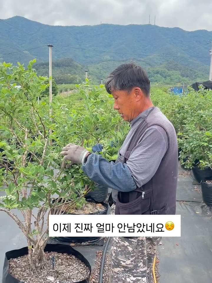 seonhyangwon_blueberry 게시물 이미지: 어제 저녁,
블루베리는 비를 맞고 오동통🫐
어제보다 더 통통해졌습니다☺️

요즘...