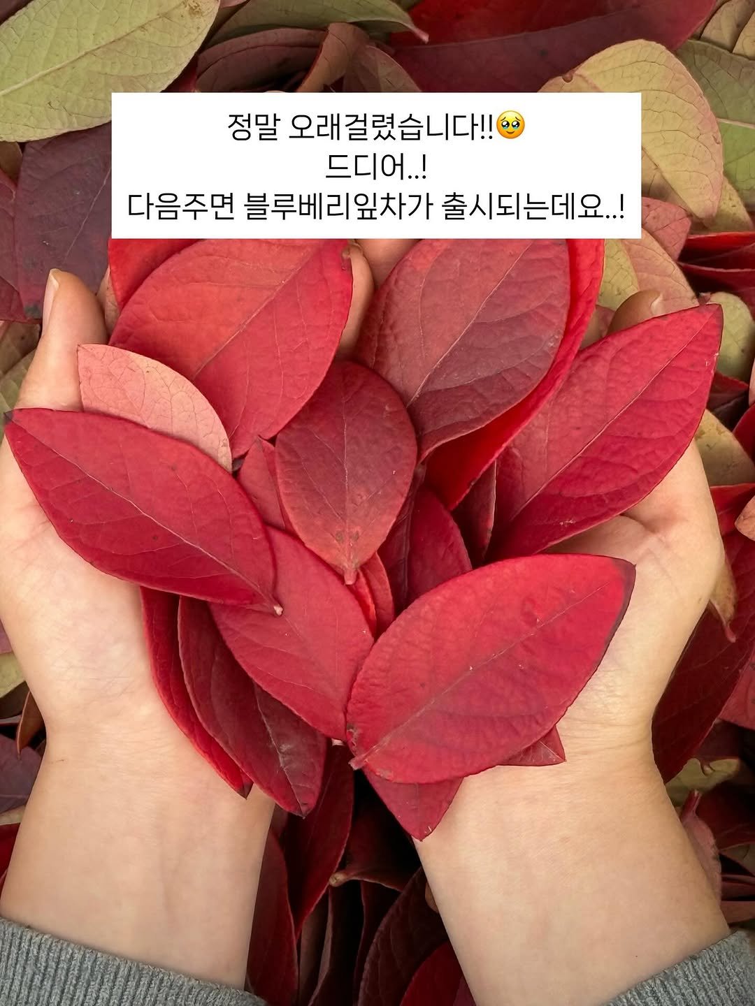 seonhyangwon_blueberry 게시물 이미지: 드디어 무농약 블루베리잎차! 다음주에 오픈합니다 🙂

사실은 3월 초에 보여드릴 수...