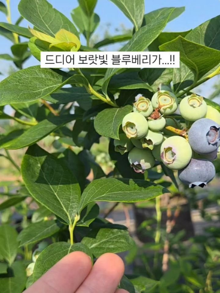 seonhyangwon_blueberry 게시물 이미지: 🫐
이 맘 때면 착색된 블루베리가 보여야 하는데
“올해는 작년보다 늦네~ “
라고...