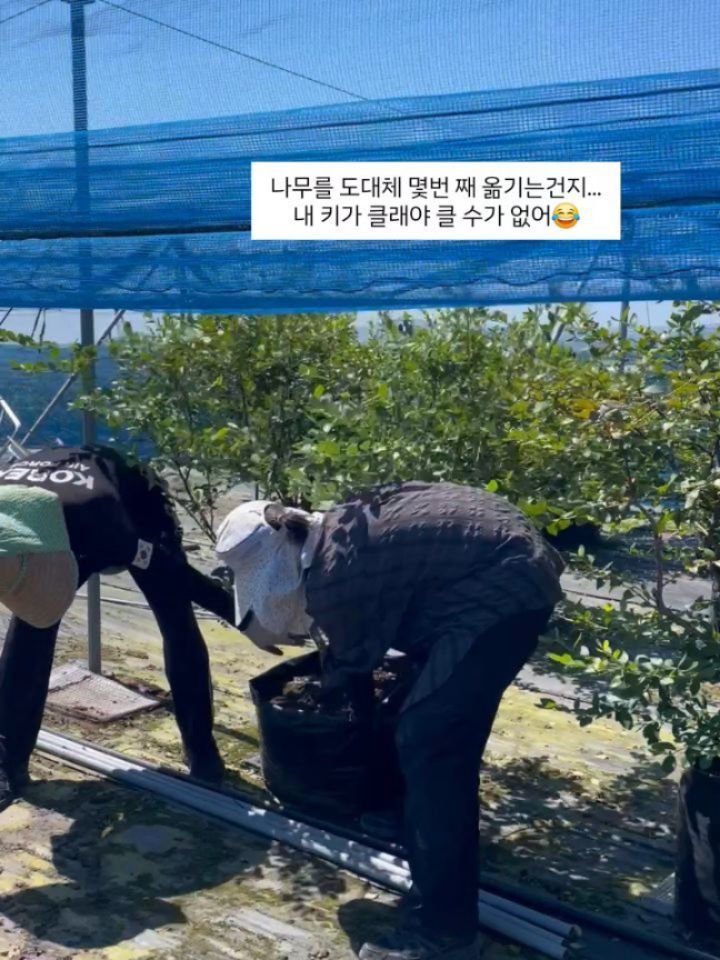 seonhyangwon_blueberry 게시물 이미지: 요즘 일이 없어서
누가 뭐하냐고 물어보면 
잠만 자요 ~ 했는데 말 끝나기가...