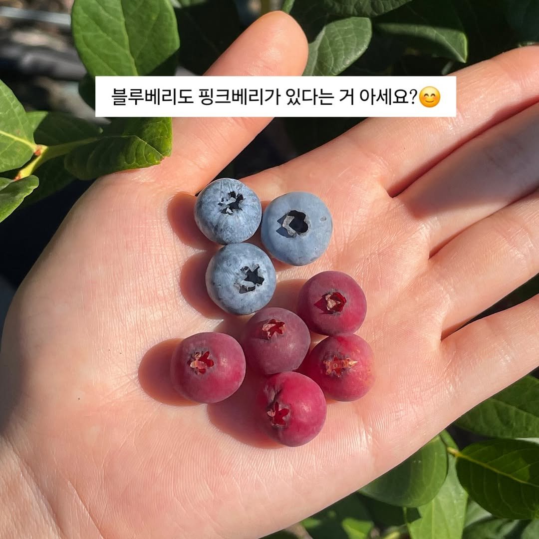 Photo by 선향원 블루베리 • 무농약 인증 블루베리 농장🫐 on July 14, 2025. May be an image of blueberries, shadbush and text that says '블루베리도 핑크베리가 있다는 거 아세요?'.