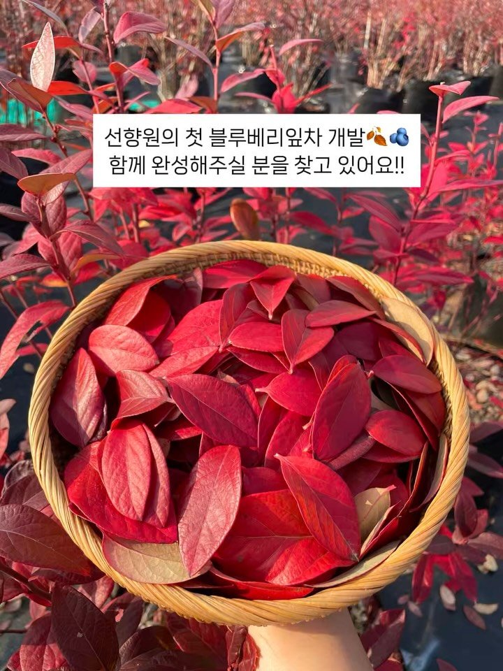 seonhyangwon_blueberry 게시물 이미지: 💜
혹시,
차🍵를 좋아하시는 분 계신가요? 

아니면...
선향원 블루베리잎차...