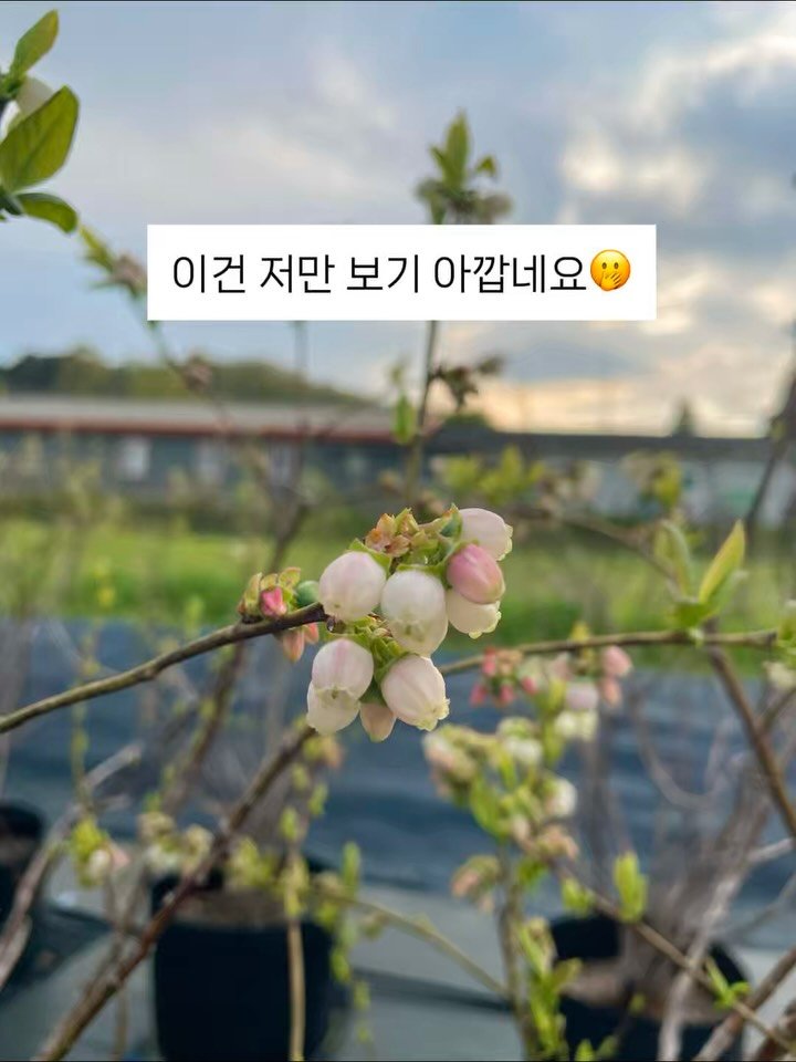 seonhyangwon_blueberry 게시물 이미지: 🌸

따뜻한 봄날이 오니 
농장도 푸릇푸릇해지고
예쁜 블루베리꽃이 피기...