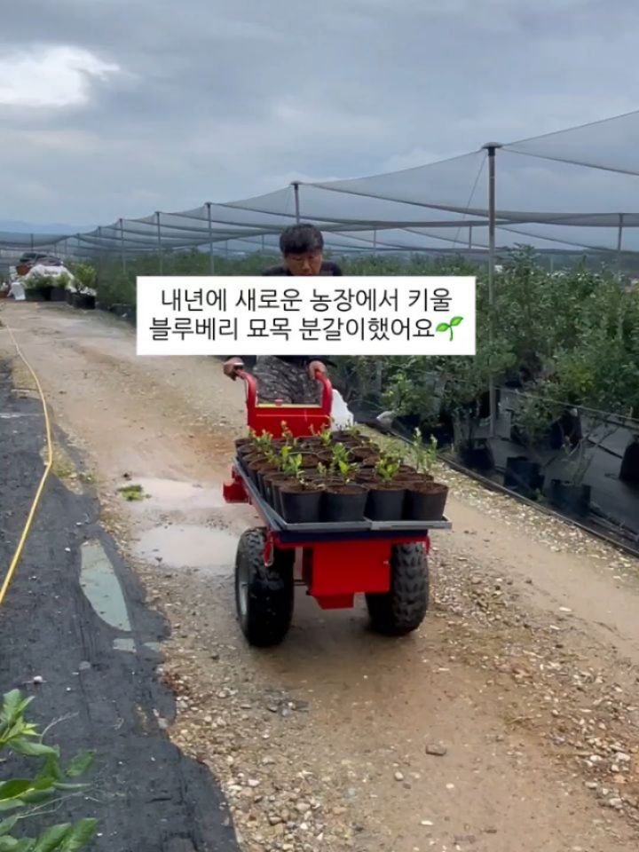 seonhyangwon_blueberry 게시물 이미지: 비가 오는 날에는
하우스 안에서 내년에 새로 할 농장에 심을
블루베리 애기 나무들...