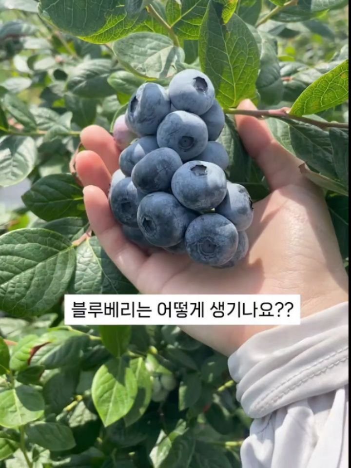seonhyangwon_blueberry 게시물 이미지: 오랜만에 내린 비 덕분에
블루베리 나무들이 물을 흠~뻑 먹고 있네요☔️
덕분에...