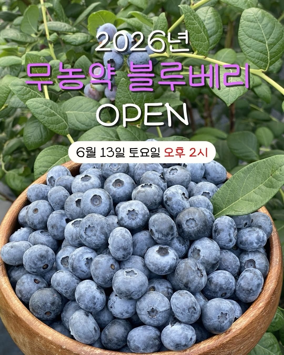seonhyangwon_blueberry 게시물 이미지: 🫐 2026년 선향원 블루베리 OPEN !

드디어 2026 선향원 블루베리...