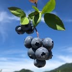 seonhyangwon_blueberry 인스타그램 프로필 사진