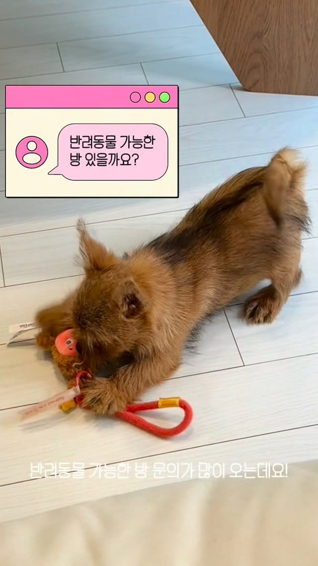 seoul.roomtour 게시물 이미지: 🐶 반려동물 문의가 정말 많지만,

아이들이 아무리 얌전해도 벽지, 장판, 문틀...