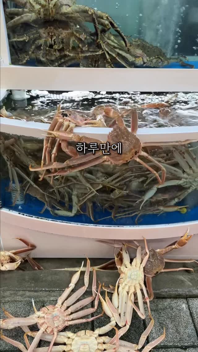 seoul_foodstagram 게시물 이미지: (📌공유필수) 강릉에서 대게 제일 싼 곳입니다

와… 강릉 가서 대게...