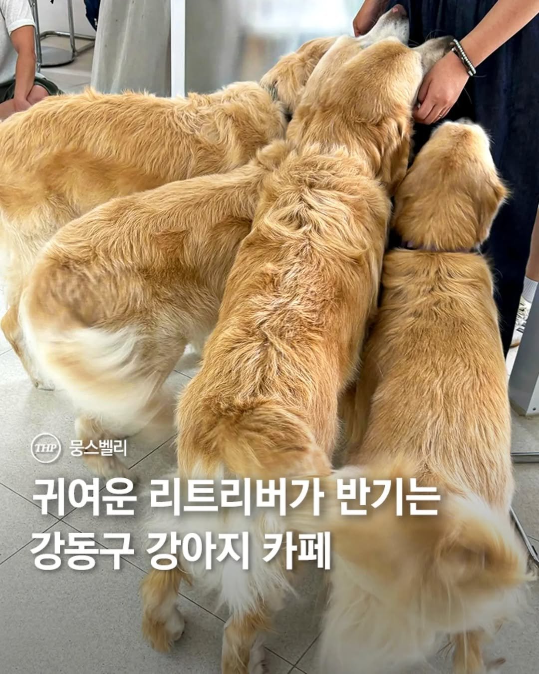 Photo shared by 서울더핫플 서울맛집 서울카페 서울여행 서울가볼만한곳 on October 01, 2025 tagging @rla_0dk4, and @moongsvalley. May be an image of 1 person, cocker spaniel, Norwich terrier, collie, golden retriever and text that says '뭉스벨리 귀여운 리트리버가 반기는 강동구 강아지 카페'.