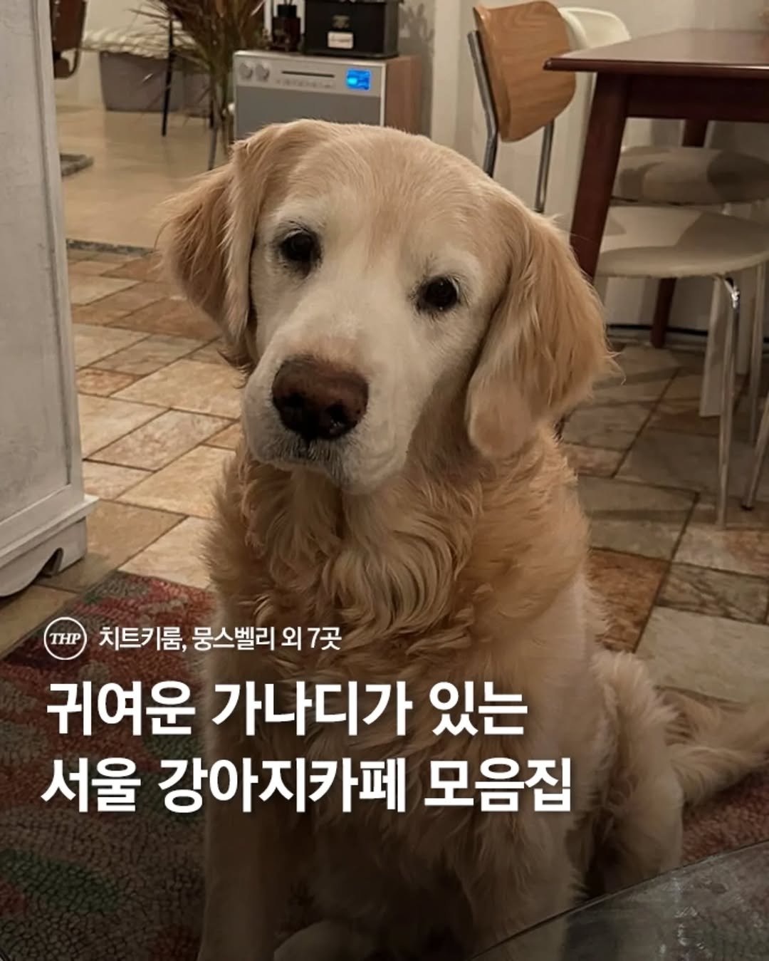 서울강아지카페,서울이색카페,서울핫플