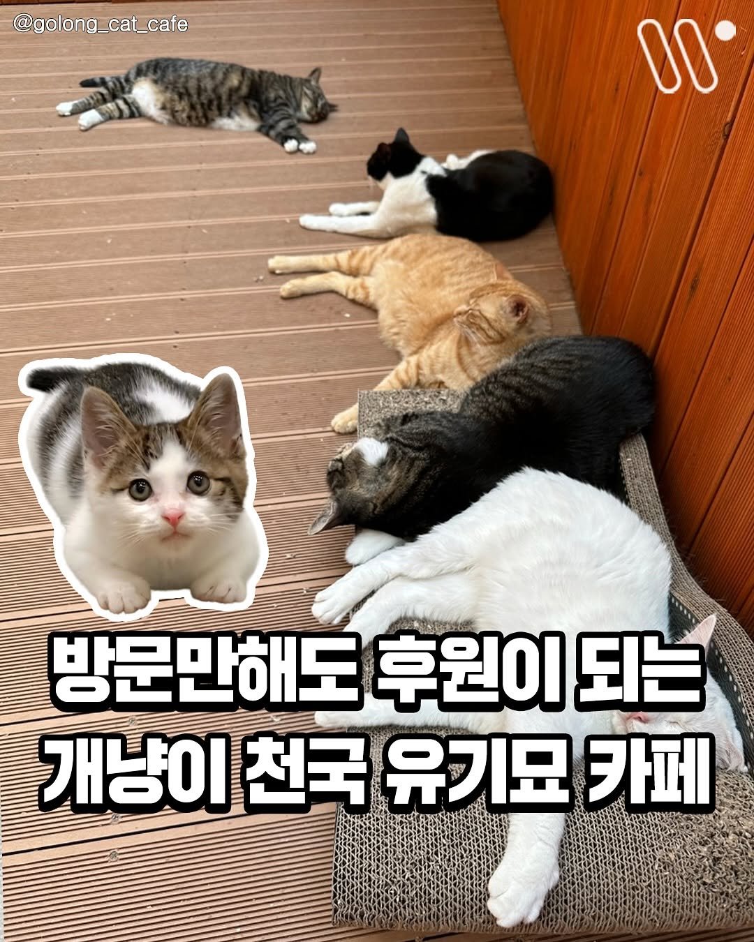 Photo by 서울트렌드 서울여행 서울맛집 서울술집 서울놀거리 서울데이트 on August 12, 2025. May be an image of cat and text that says '@golong_cat_cafe 6 방문만해도 후원이 되는 개냥이 천국 유기묘 카페'.