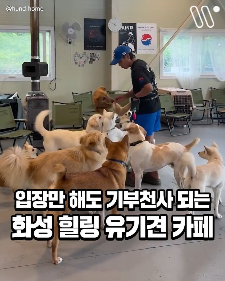seoul_trends 게시물 이미지: 입장만해도 유기견에게 후원 되는
화성 힐링 유기견 입양 카페 발견!✨

유기견들...