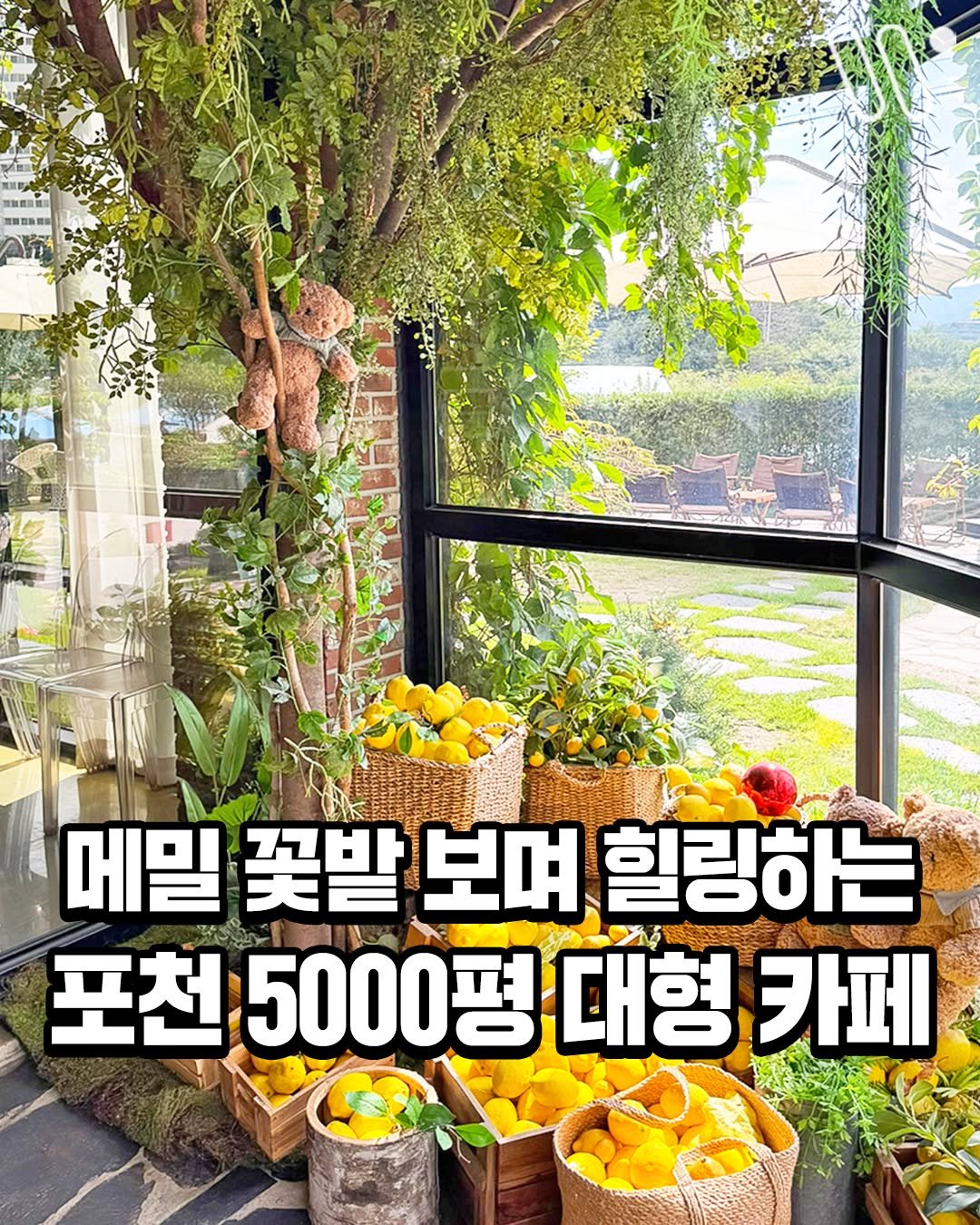 Photo by 서울트렌드 서울여행 서울맛집 서울술집 서울놀거리 서울데이트 on September 29, 2025. May be an image of text that says '深 메밀 꽃밭 보며 힐링하는 포천 포천5000평 I 5000평대형 카페'.