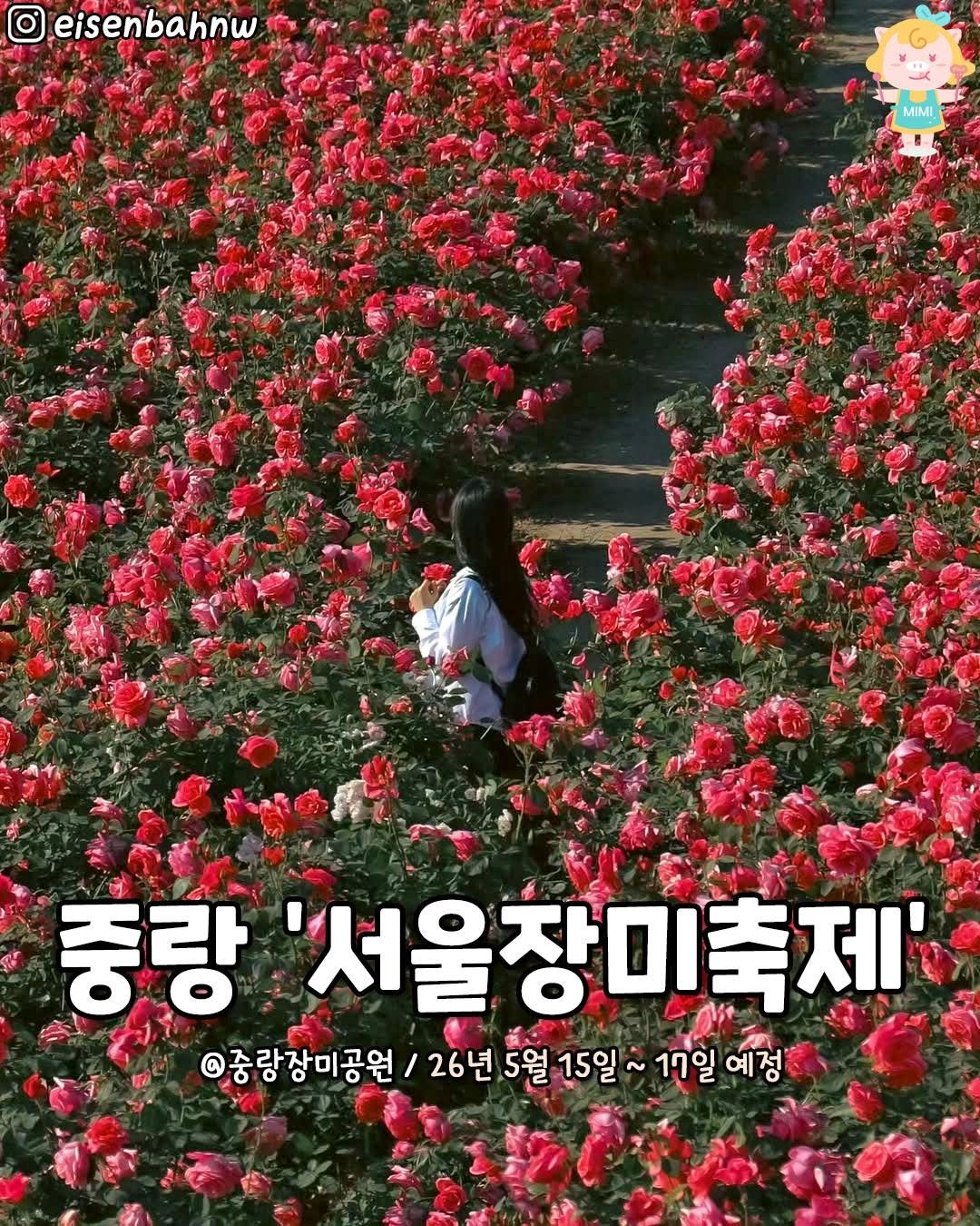 Photo by 서울핫플 공식계정 / 서울맛집 서울카페 서울여행 on March 05, 2026. May be an image of baby's-breath, rose and text that says 'eisenbahnw MIMI 중랑 '서울장미축제' 중랑장미공원 / 26년5월15일 26년 5월 15일~ 15일 17일 17일에정 예정'.