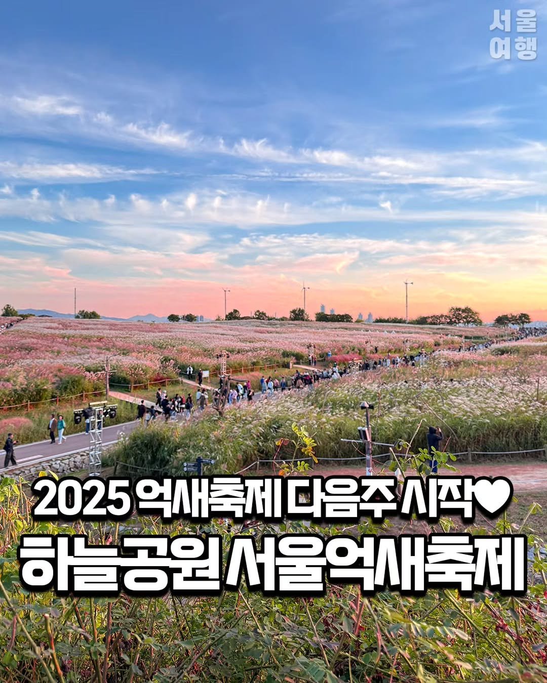 Photo by 서울여행 공식인스타 / 서울맛집 서울핫플 서울가볼만한곳 on October 05, 2025. May be an image of 4 people, baby's-breath and text that says '서울 서울 울 여행 2025 억새축제 다음주 제다음주시작 2025억새축메다음주시작 시작 하늘공원 生！ 릴서울억새축제'.