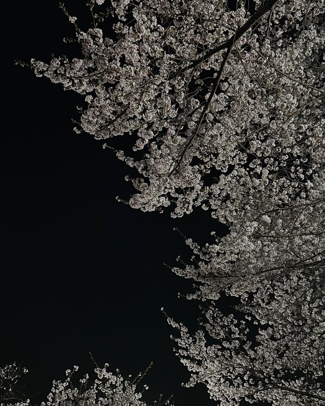 seoyn__ 게시물 이미지: 밤에 보니 더 예쁜 🌸🌙