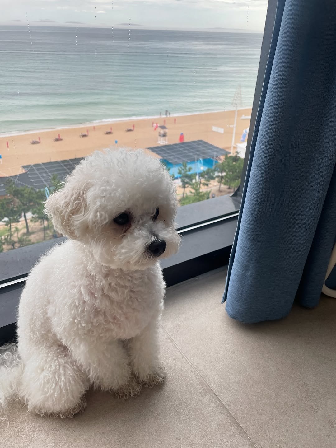Photo by sera jung on August 13, 2025. May be an image of Maltese and text.