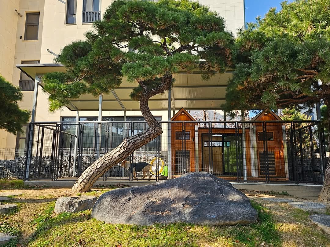 Photo shared by 박세리 on December 11, 2025 tagging @jeong_gyu_heon. May be an image of tree and text.