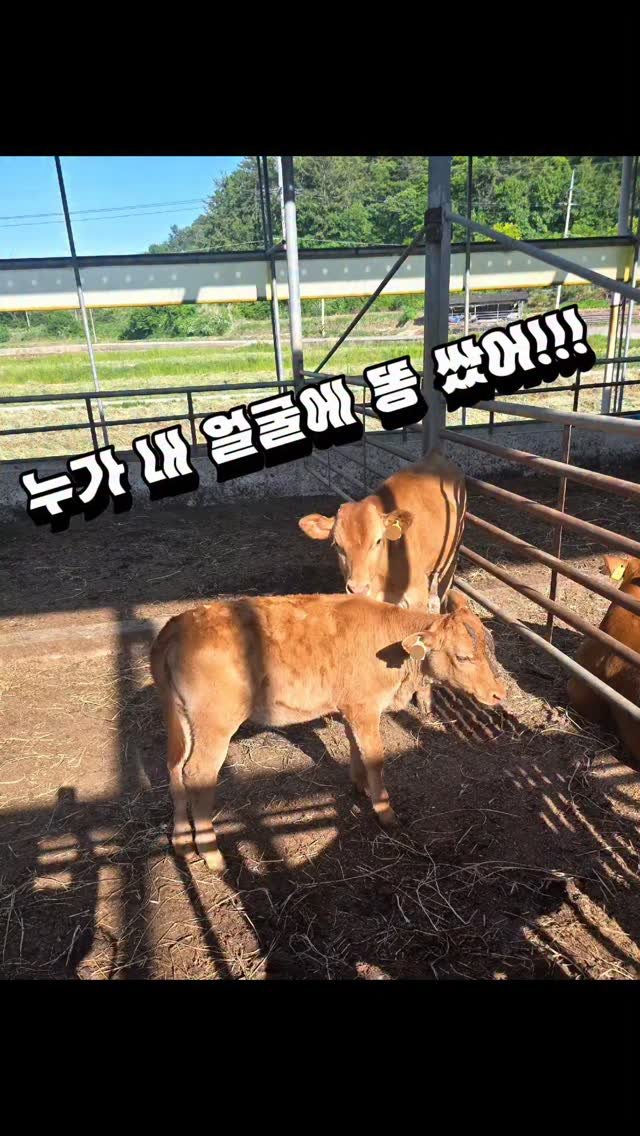 seungho3809 게시물 이미지: 똥 맞은 송아지ㅋㅋ

#시골#송아지#일상#귀요미#청년농부