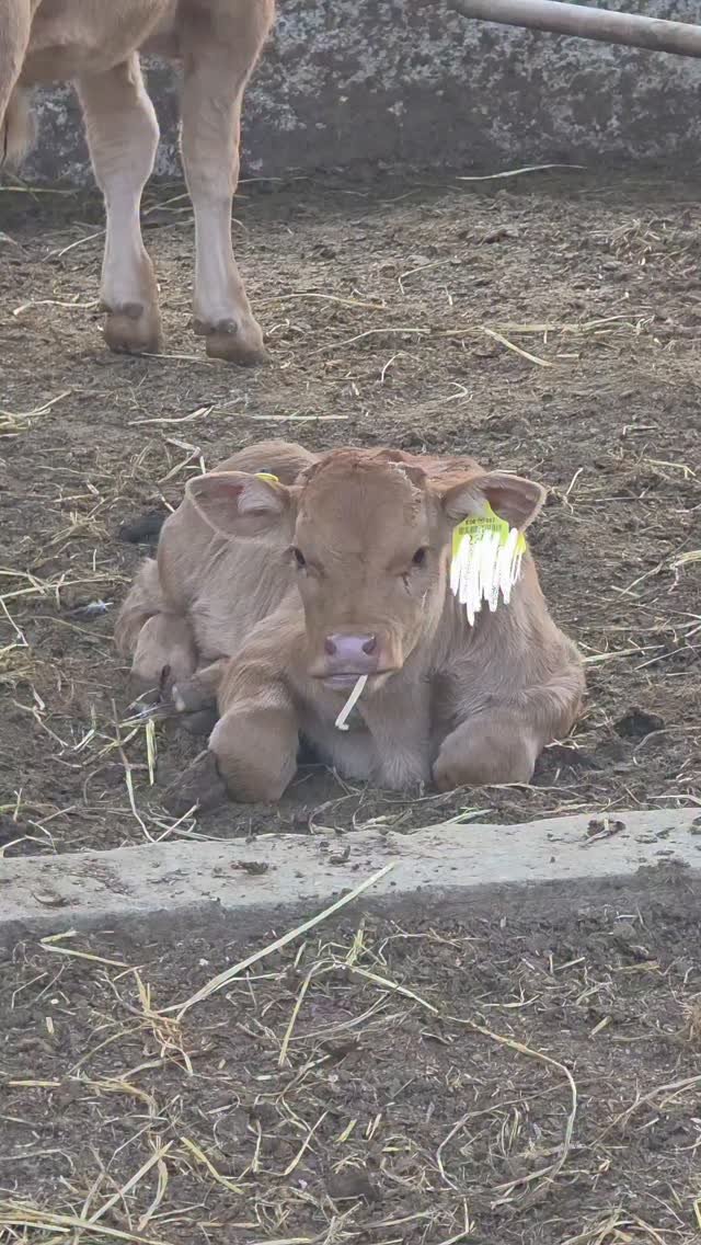 seungho3809 게시물 이미지: 쩝쩝박사 송아지🐂

#고흥#송아지#귀요미#휴식#먹방