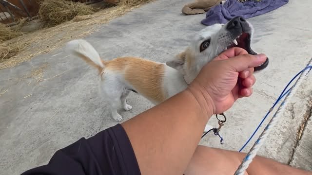 seungho3809 게시물 이미지: 내 손을 장난감으로 밖에 생각 안함...ㅠ

#시골#강아지#시고르자브종#가나디#진도믹스