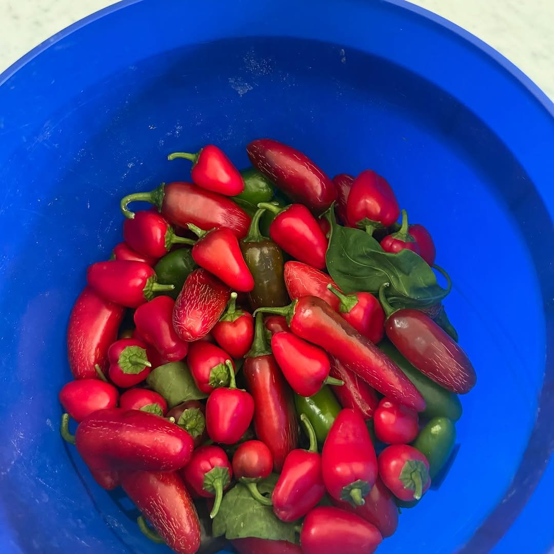 Photo by Jim Kim on September 04, 2025. May be an image of strawberry, bucket and text.