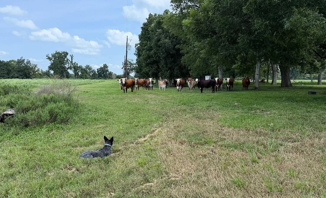 Photo by Jim Kim on September 05, 2025. May be an image of 2 people, calf, grass and text.