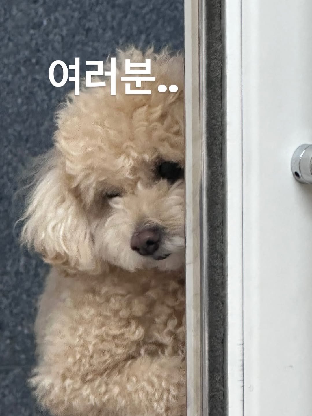 Photo shared by 웰빙앤스파 작은대장 - 수현🐽 on January 19, 2026 tagging @a.esthetic01. May be an image of dog and text that says '여러분..'.
