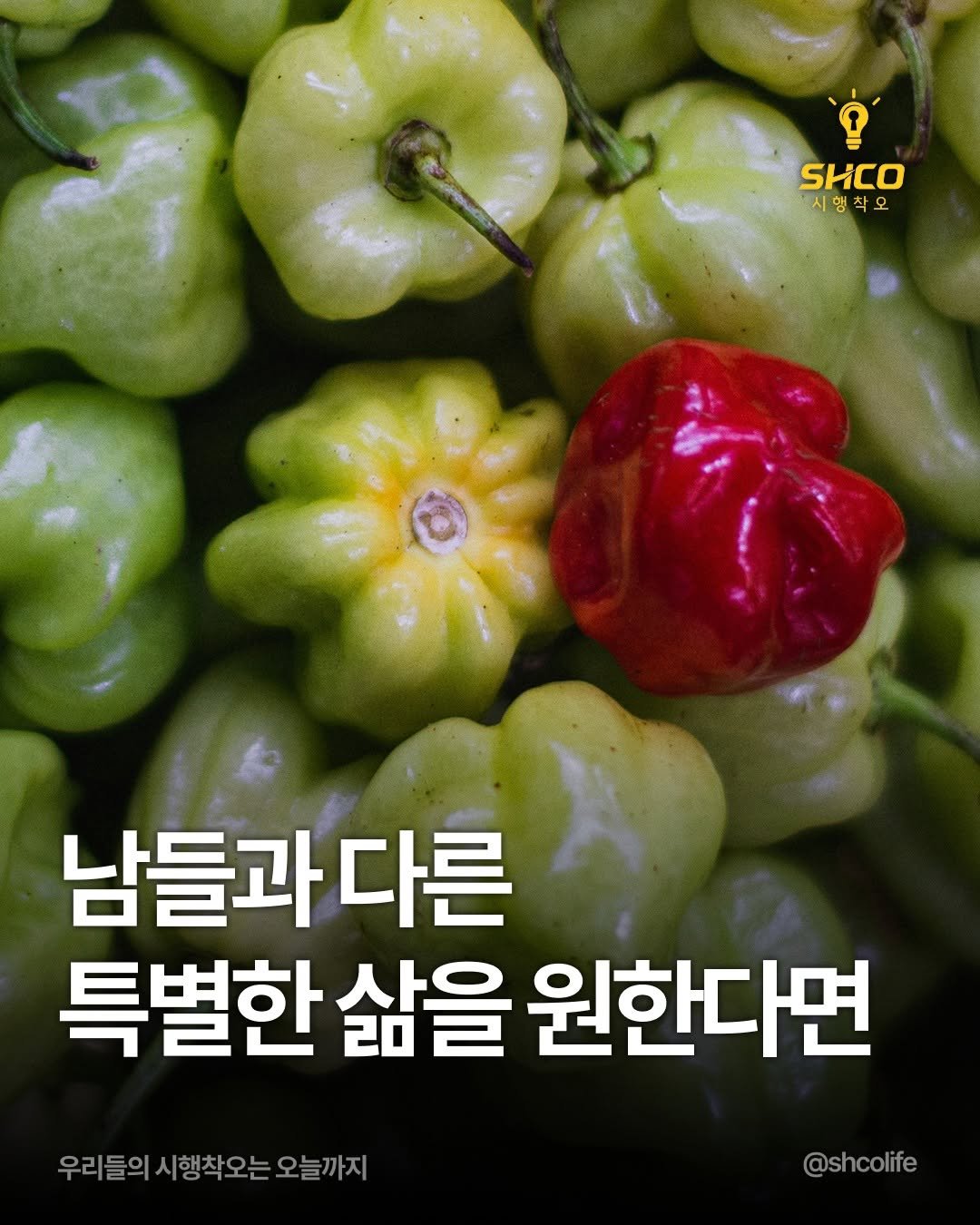 Photo by 시행착오ㅣ온라인 사업•전세계 구매대행 on September 25, 2025. May be an image of vegetable and text that says 'SHCO 시행착오 맹 남들과다른 다른 특별한 삶을 원한다면 우리들의 시행착오는 오늘까지 @shcolife'.