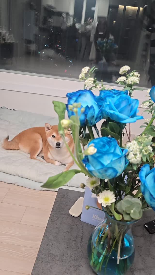 she1004love 게시물 이미지: #파란장미 @virectium__flower 
.
 파란장미 꽃말은 "기적"
.
...