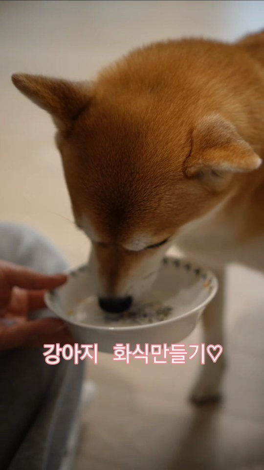 she1004love 게시물 이미지: #설날 
.
강아지들도 맛난거 먹어야 하니
유정이랑 화식...