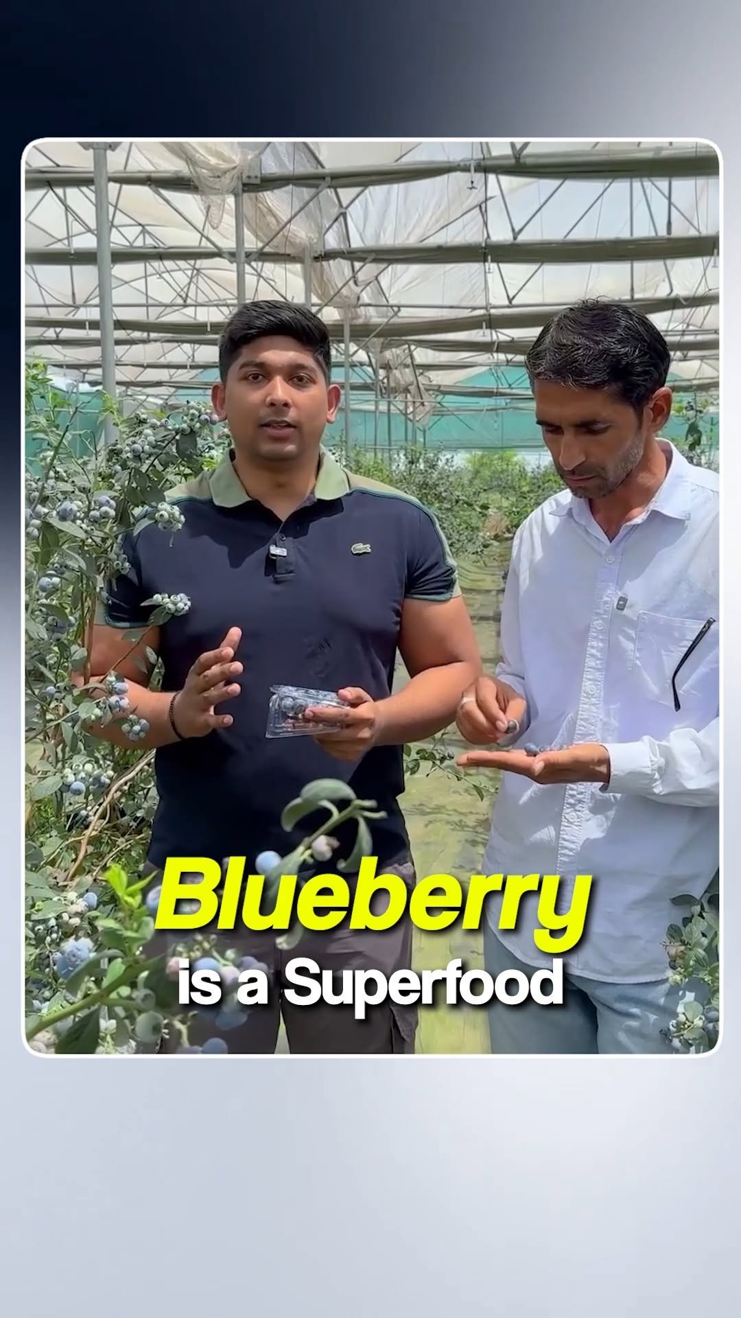sheelbiotechltd 게시물 이미지: Blueberries are not just a fruit — they are...
