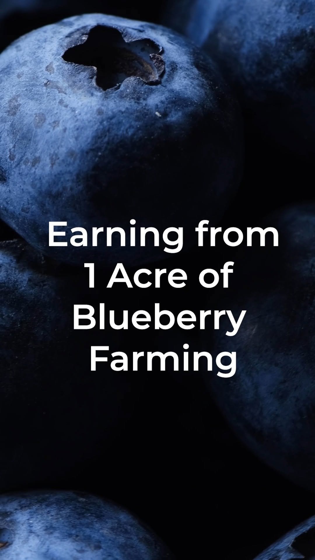 sheelbiotechltd 게시물 이미지: Earn Crores from Just 1 Acre!
Blueberry...