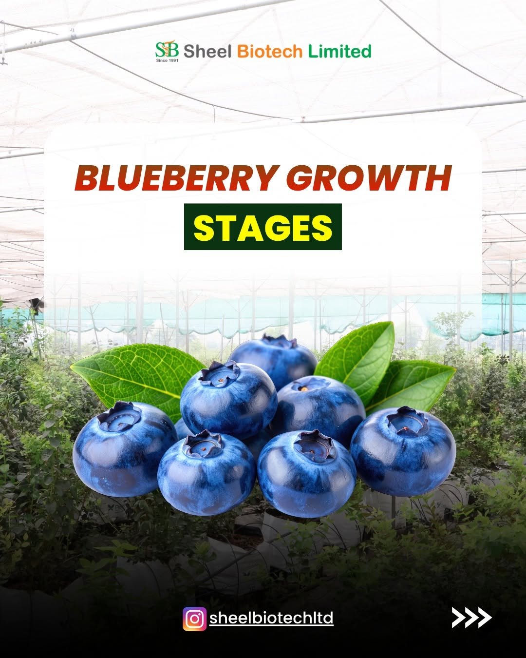 sheelbiotechltd 게시물 이미지: Successful blueberry cultivation is a journey...