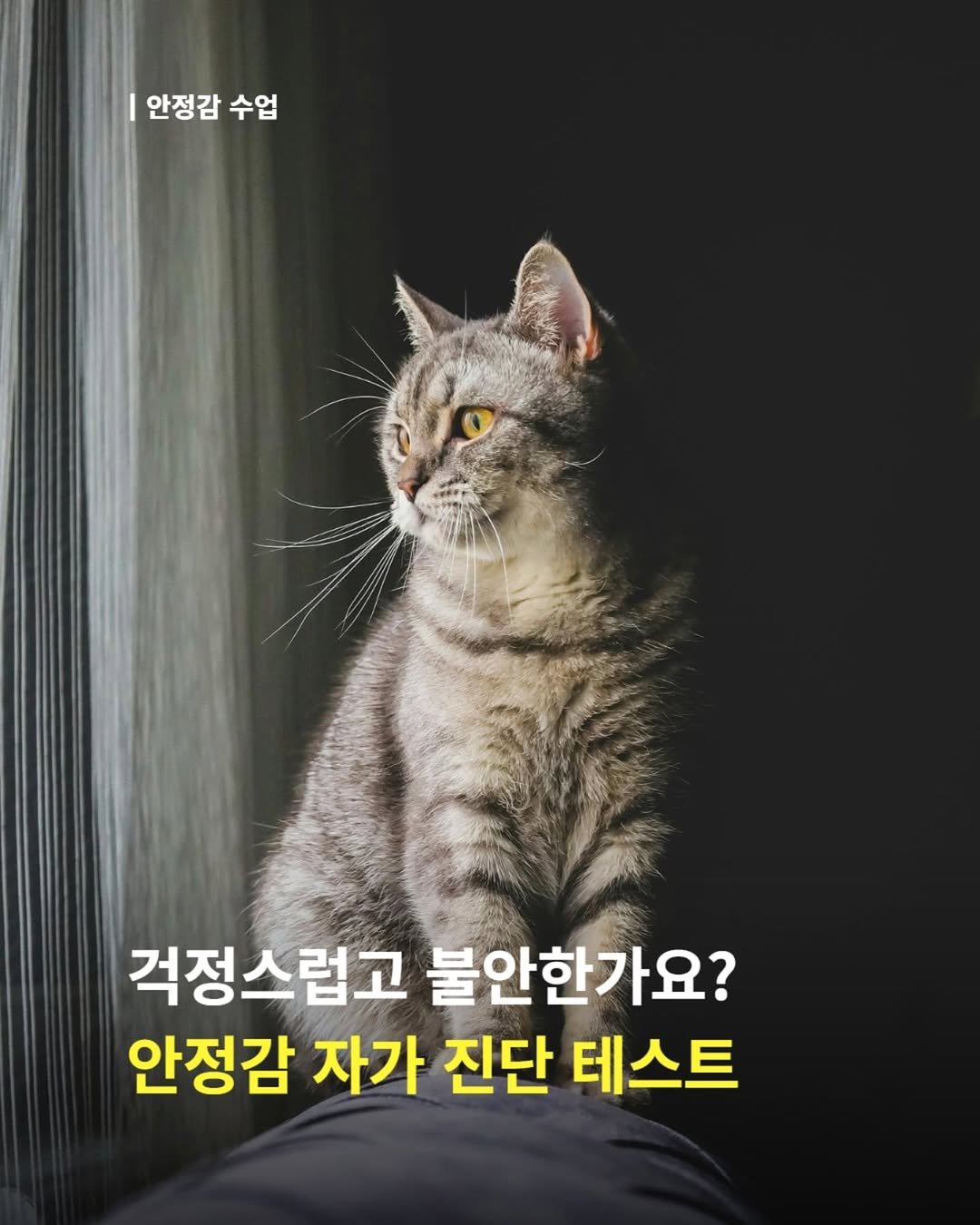 Photo shared by 내 마음의 안전기지(동양북스) on September 10, 2025 tagging @dongyangbook. May be an image of cat, pie and text that says '안정감 수업 걱정스럽고 불안한가요? 안정감 자가 진단 테스트'.